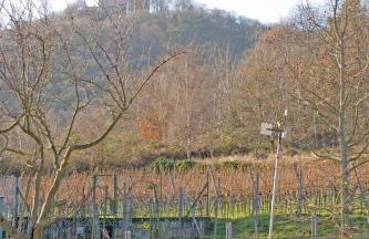 Ferienwohnungen Anneliese - Foto 34