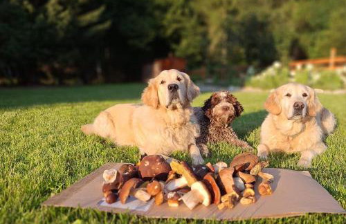 Domki pod Skałą - Foto 15