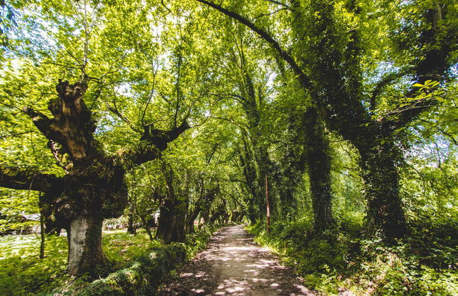 Caminho de Santiago francês em 7 dias - Foto 2