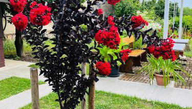 Turul -Kuća za odmor- - Foto 5, Garden