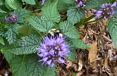 Vermont Lake Whitingham Mount Snow Area Apartment - Foto 46