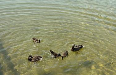 Apartament w XIX-wiecznym Spichlerzu nad Jeziorem z dostępem do parku i widokiem na Dworek Modrzewiowy z 1823 roku - Foto 49