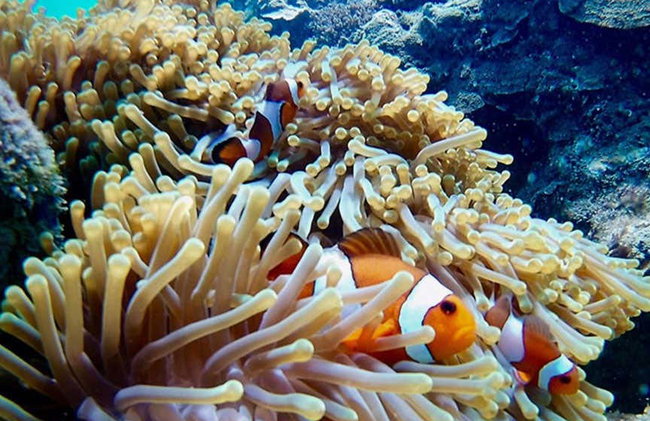 Krabi Islands Tour + Dinner at Poda Island - Foto 6