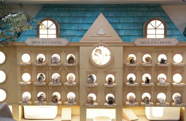 Entrada a la cafetería Roof Cat Me en Seúl - Foto 6