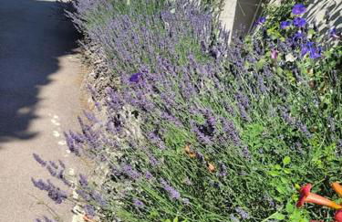 Le Mas Les Salamandres - Foto 16