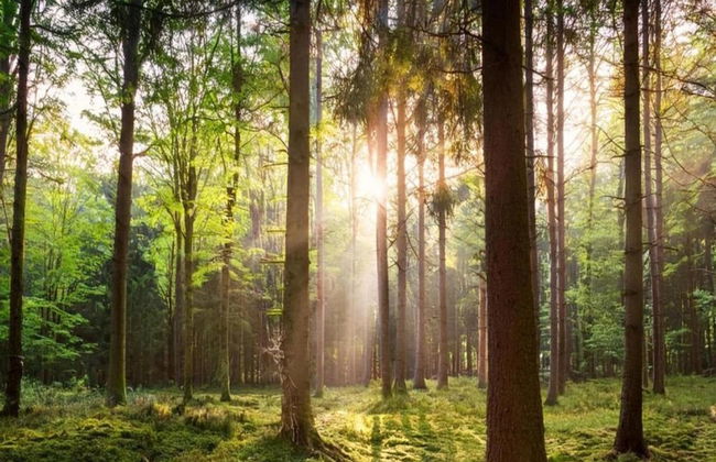 Forest-edge Villa With Sauna - Foto 36