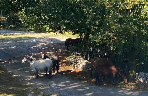 Casa Tilia - Foto 34