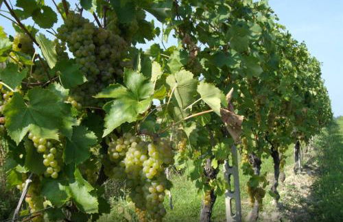 TABACHERA x10 Cascina with Private Pool Sirmione GARDA LAKE - Foto 16