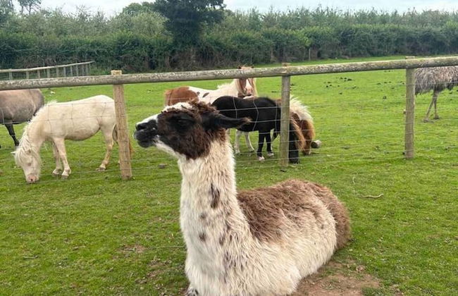 Cute and Cosy Shepard hut With Wood Fuel hot tub - Foto 44