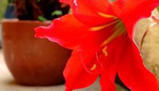 Casa das Neves - Foto 5