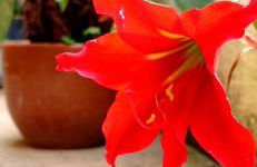 Casa das Neves - Foto 5