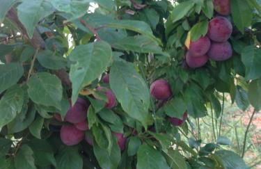 Mas de Leon - Foto 138