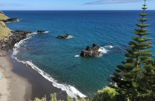 Guava Azores - Photo 8