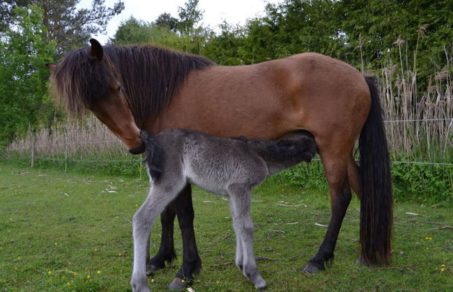 Holiday Apartment III Bjork - Foto 7