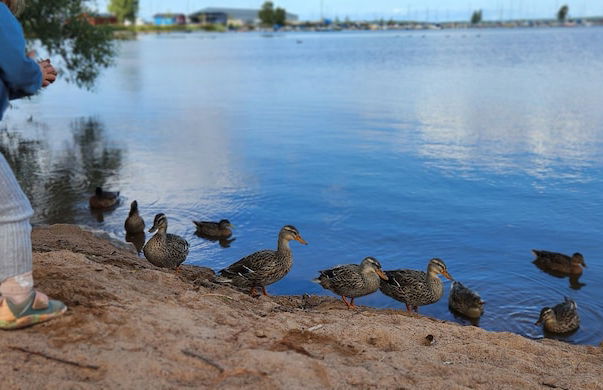 Brodderud Apartments - Photo 67