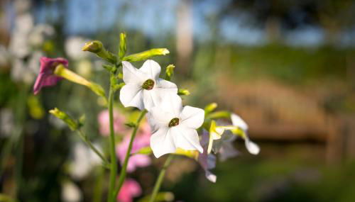 The Showman's Waggon - Foto 2, Garden