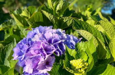 Casa Baleia Laranja Ocean-Front - Photo 42