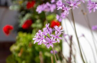 Casas Rurales Pericón - Foto 23