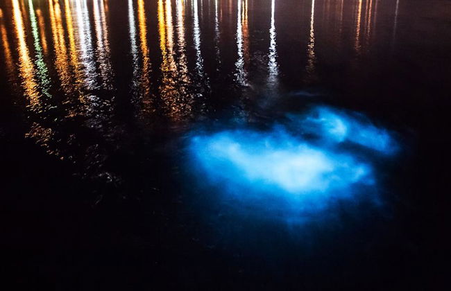 Una experiencia de observación de bioluminiscencia en la Laguna de Manialtepec - Tour nocturno - Foto 4