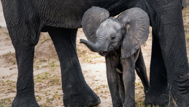 Santuario degli Elefanti Ethic - Tour di mezza giornata - Foto 3