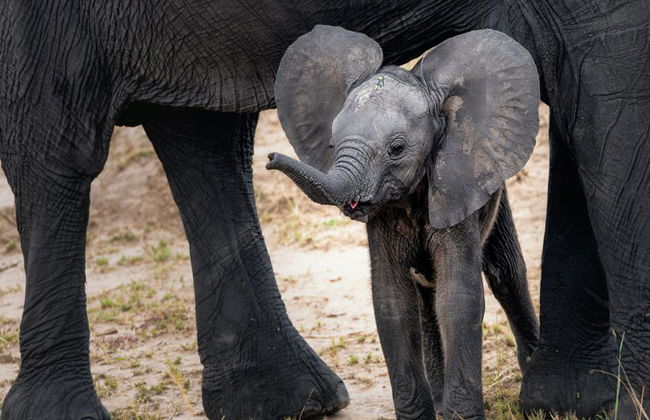 Santuario degli Elefanti Ethic - Tour di mezza giornata - Foto 3