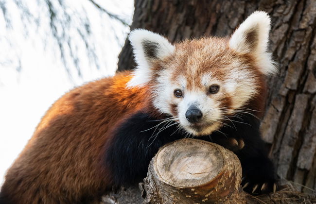 Zoo de Barcelona - Foto 2