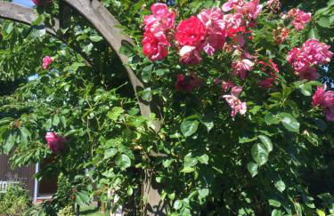 Ferienhaus Königskirsche - Foto 37