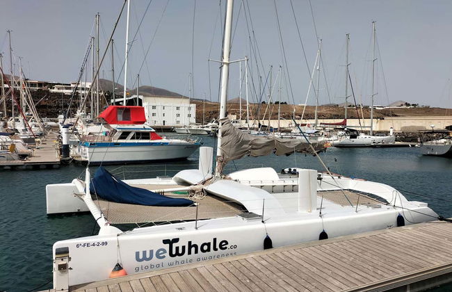 Avistamento de golfinhos ao entardecer em Puerto Calero - Foto 5