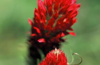 Kronenhof - Wein und Ferien - Foto 30