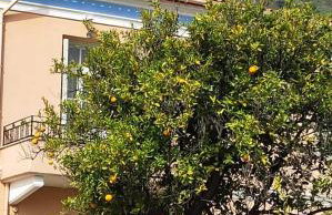 Portokalia - Foto 20