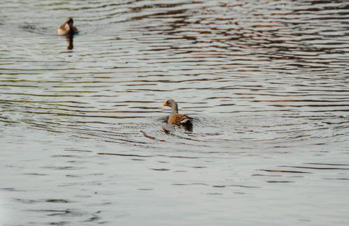 Natursee-Chalet,Spa mit Hot Tub,Jacuzzi,Sauna,Ponyhof,angeln - Photo 38