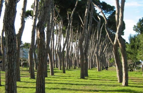 Pineto-Italy-Appartamento vista Mare e Pineta - Photo 15