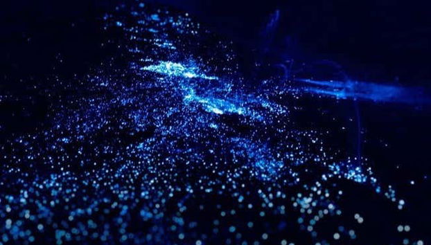 Plancton bleu intense