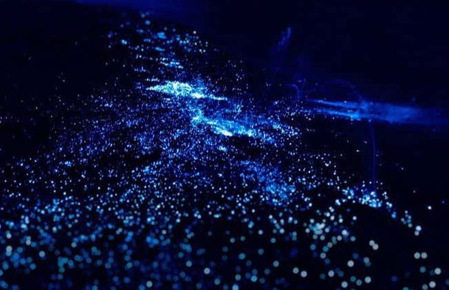 Bioluminescent Plankton Kayak Tour - Photo 1