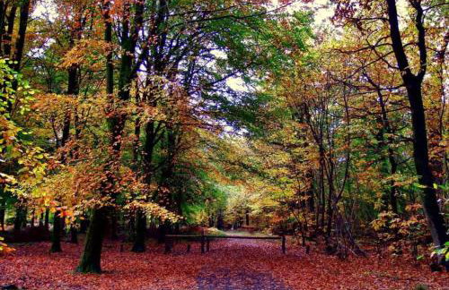 Christmas Cottage Village location - Foto 17