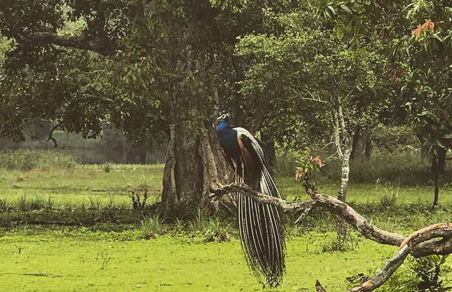 Safari privato nel Parco Nazionale di Wilpattu - Foto 6