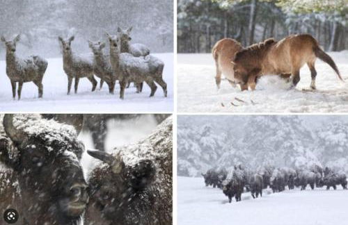 Maison proche Greolière - Foto 6