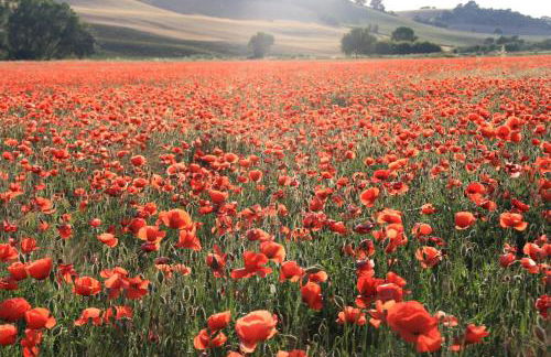 Casale Poggio Nebbia - Foto 20