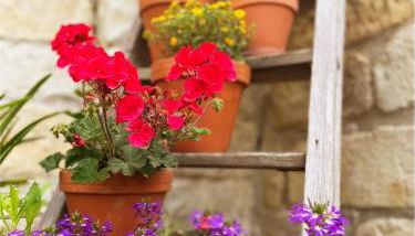 Landhaus Porschdorf - Foto 4, Garden