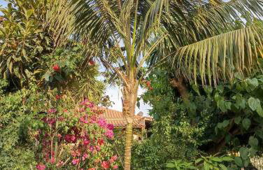 palm-tree - Foto 62