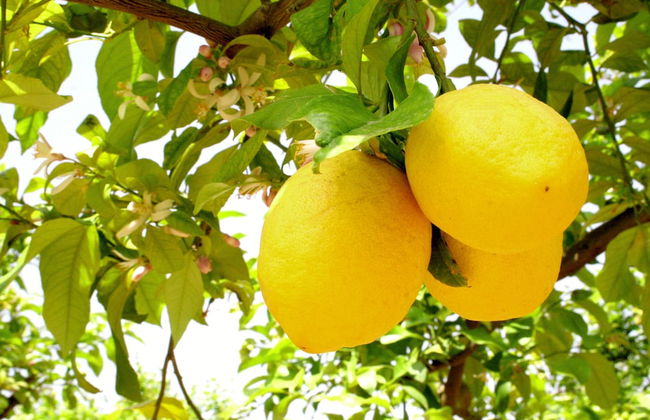 Agriturismo Terra dei Limoni - Foto 71