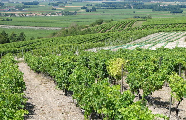 Chic Apartment in Segonzac With Swimming Pool - Foto 80