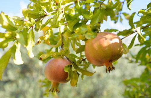 Asmanis Rooms - Photo 66