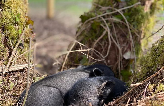 Willow Cottage - Foto 39