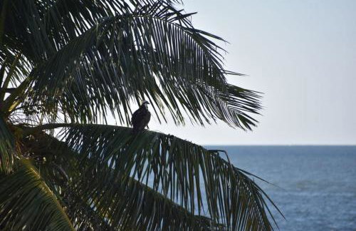 Coconut Castaway - Ocean Views, Walk to Beach, Golf Cart, Club Pool - Photo 42