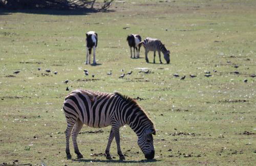 PR Apartment Fazana - Foto 27