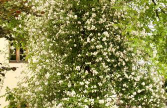 Zuhäusl am Chiemsee Appartements - Foto 55