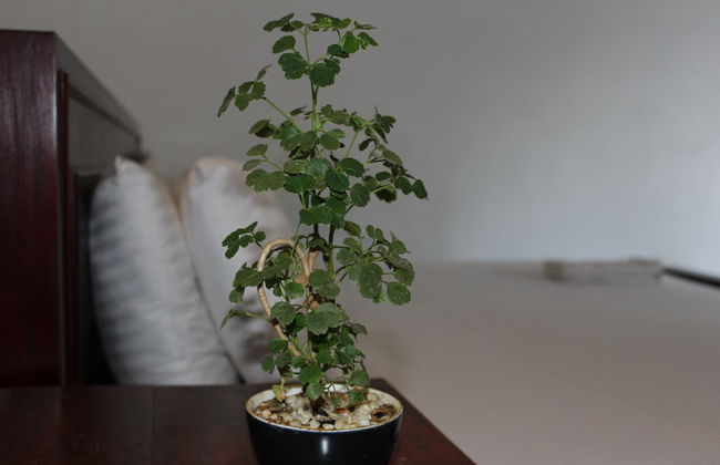 Natures Bliss Holidays - Photo 17