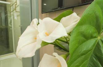 Studio pés na areia - Foto 6