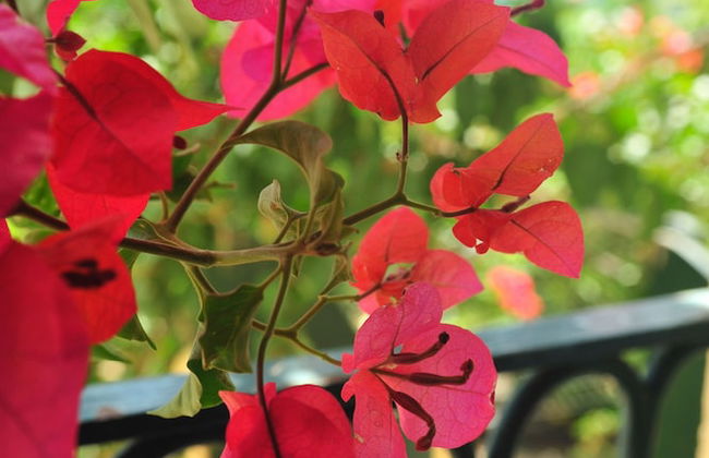 Korakiana Cottage - Foto 38